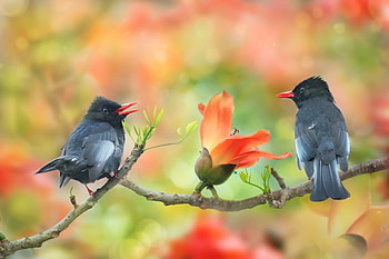 A couple, Branch, Flower, Garden, Birds, Bokeh HD wallpaper