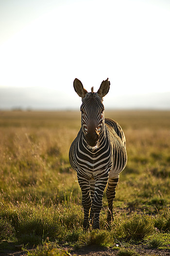Animals, Zebra, Wildlife, Stripes, Streaks, Animal HD phone wallpaper