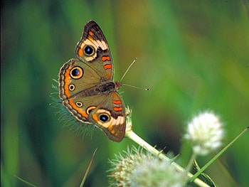 Beautiful Butterfly, cool, beautiful, butterfly HD wallpaper