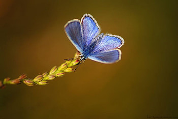 Blue wings, softness, graphy, , insects, grass, spring, summer, butterfly, abstract, animals, field, close-up, nature, macro HD wallpaper