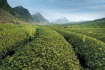 Expansive tea plantation with lush greenery and misty hills in a serene rural setting. HD wallpaper