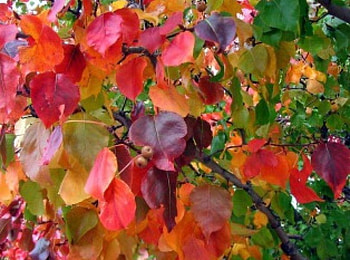 Colorful Leaves, colorful, leaves, abstract, tree HD wallpaper