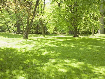 Landscape, Nature, Trees, Grass, Summer HD wallpaper
