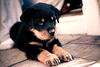 Animals, Sweetheart, Nice, Puppy, Kid, Tot, Rottweiler HD wallpaper
