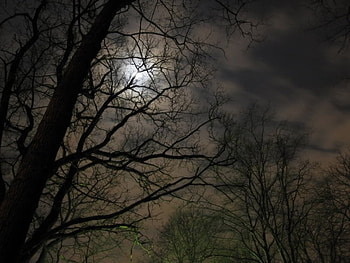 Night Light, night, sofia, black, graphy, spooky, dark, tree, park, moon, light, bulgaria, clouds HD wallpaper