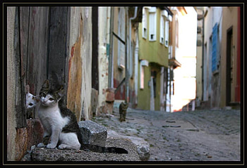 street cats, cats HD wallpaper