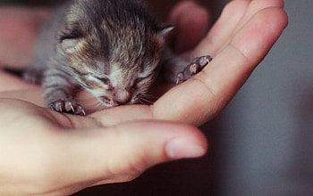 Kitty, pussy, cat, purr HD wallpaper