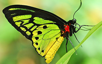 Butterfly, black, yellow, green, red, insect HD wallpaper
