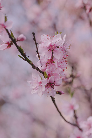 Flowers, Pink, Sakura, Macro, Petals, Branch, Spring HD phone wallpaper