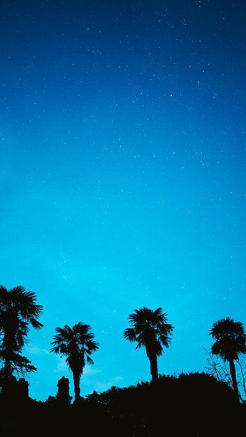 Stars, Night, Palms, Dark, Silhouette, Starry Sky HD phone wallpaper