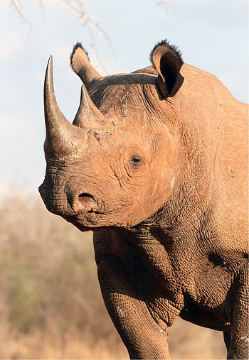Wild rhino, Fierce power, Animal's spirit, Jooinn's striking capture HD phone wallpaper