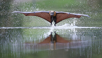 Flying fox, animal, liliac, wings, brown, bat, water HD wallpaper