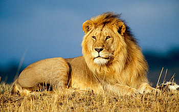 White Lion Roar HD wallpaper