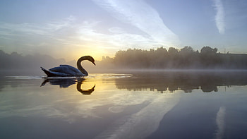 Swan lake, Serene water, Elegant bird, Reflective surface HD wallpaper