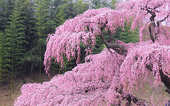 Spring, Nature, Flowers, Wood, Tree, Bloom, Flowering HD wallpaper