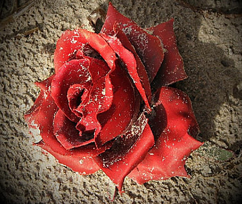 Sandrose, rose, sand, flowers, beach HD wallpaper
