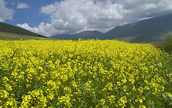 Beautiful landscape, landscape, fields HD wallpaper