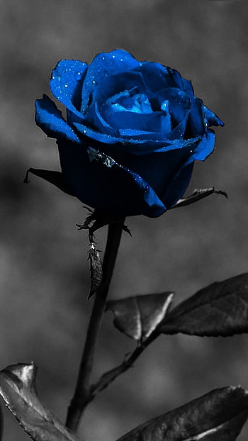 Black Rose, Dark Rose, blue HD phone wallpaper