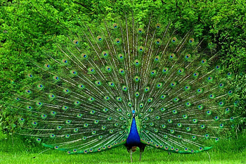 Peacocks , Gorgeous birds, Colorful plumes, Striking backgrounds HD wallpaper