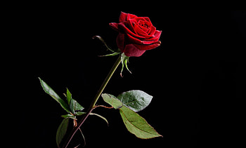 Rose, Flowers HD wallpaper