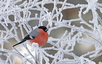 Birds, Animals HD wallpaper