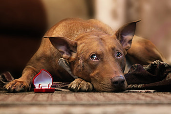 Dog with rings, dog, rings, graphy, cute dog, hand, pup, animals, funny, humor HD wallpaper