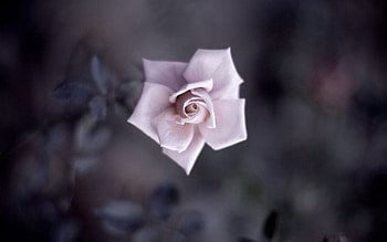 Flower, Macro, Shine, Light, Shadow, Tender HD wallpaper