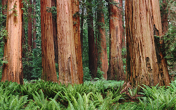 Nature's brown beauty, Redwood wonder, Tranquil plants, Serene trees HD wallpaper