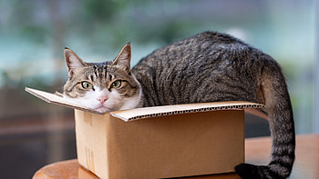 Funny Black Cat Is Sitting Inside Box In Blur Background Funny Cat HD wallpaper