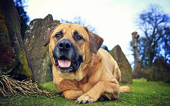Animals, Grass, Dog, Rest, Relaxation, Sight, Opinion, Friend HD wallpaper
