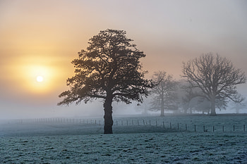 Nature, Sunset, Wood, Tree, Fog HD wallpaper