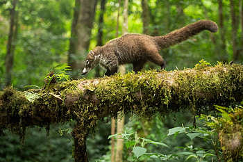 Big , Make money, Wildlife graphy HD wallpaper