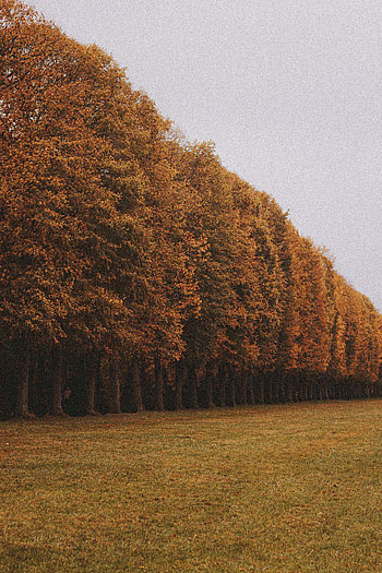 Nature, Trees, Autumn, Alley, Lawn HD phone wallpaper