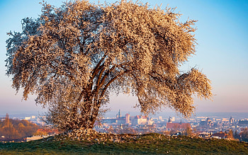 Spring in Krakow, Poland, Krakow, Poland, blossoms, tree HD wallpaper