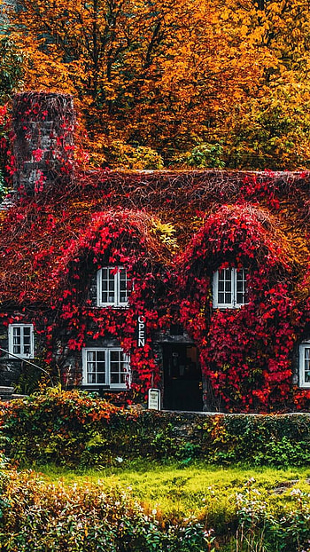 House Covered in Ivy, man made, house HD phone wallpaper