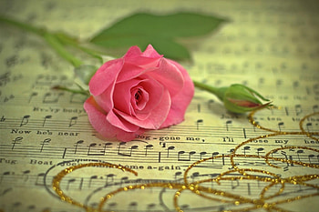 Music, Flowers, Gold, Flower, Rose Flower, Rose, Thread, Notes HD wallpaper