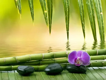 Bamboo, Leaves, Water, Reflection, Flower, Orchids HD wallpaper