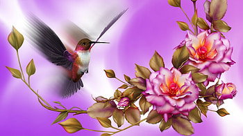 Hummingbird Flight, flowers, bird, rosees, digital, art, colors HD wallpaper