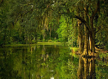 Summer Days, reflection, green, trees, beautiful, water, stunning HD wallpaper