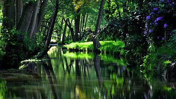 tree reflection, reflection, green, trees, water, forest, lake HD wallpaper