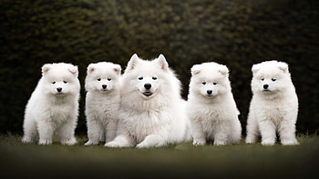 White Samoyed Dog And Puppies Are Sitting On Grass In Blur Green Leaves Plants Background Dog HD wallpaper