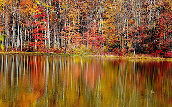 Fall day at Cooper's Rock, West Virginia, reflection, water, lake, leaves, colors, trees HD wallpaper
