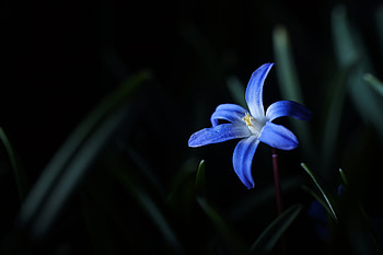 Flowers, Flower, Macro, Bloom, Flowering HD wallpaper