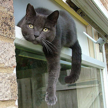 what a place, black, rest, window, cat, paw HD wallpaper