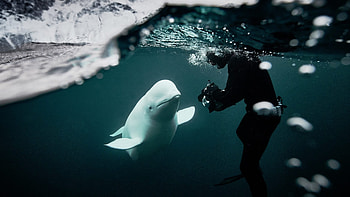 Hvaldimir, Fred Buyle, Norway, Oceanographic wonder HD wallpaper