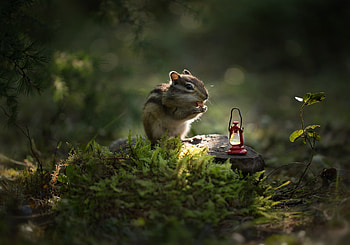 Chipmunk, lantern, squirrel, animal, mini, nature HD wallpaper