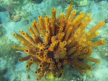 Yellow tube sponge, Distinctive aplysina fistularis, Douglas Bay marine life, Cabrits National Park HD wallpaper