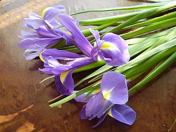 Flowers, To Lie Down, Lie, Bouquet, Shadow, Irises HD wallpaper