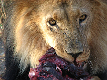 For Patrice, namibia, wild, lion, food, feeding, game farm, ranch, windhoek, male, meat, okapuka HD wallpaper