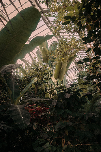 Plants, Flowers, Tropical, Greenhouse HD phone wallpaper